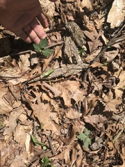 Cardamine concatenata