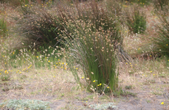 Juncus procerus