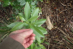 Melicytus chathamicus