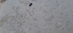 Carabidae