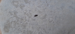 Carabidae