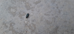 Carabidae