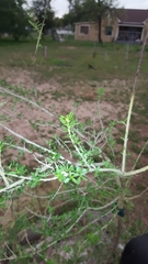 Aloysia gratissima