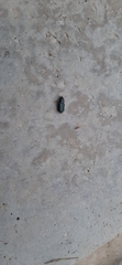Carabidae