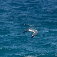 Leucophaeus atricilla