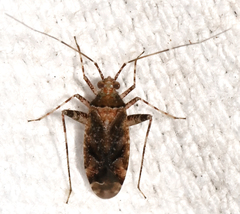 Phytocoris eximius