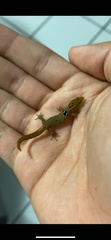 Sphaerodactylus grandisquamis guarionex