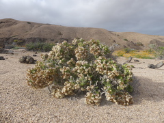 Heliotropium pycnophyllum