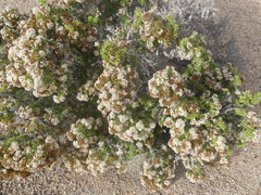 Heliotropium pycnophyllum
