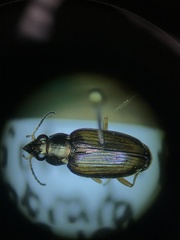 Bembidion confusum