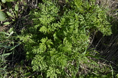 Anthriscus sylvestris