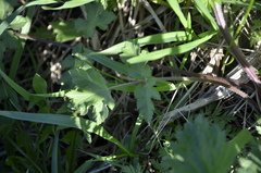 Heracleum sphondylium sibiricum