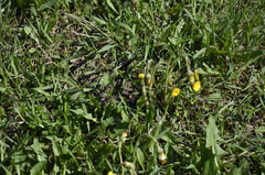 Tussilago farfara