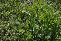Tanacetum vulgare