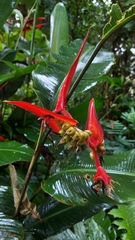 Heliconia nutans