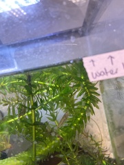 Neocaridina davidi