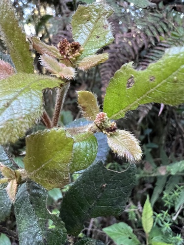 Weinmannia rollottii (Weinmannia rollottii)