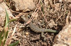 Archaeolacerta bedriagae