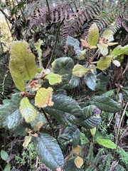 Weinmannia rollottii