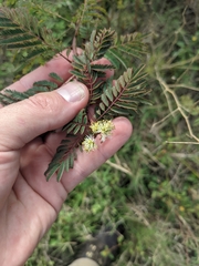 Desmanthus bicornutus