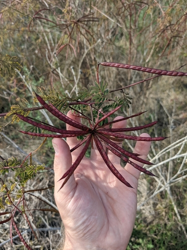 Image of Desmanthus bicornutus by (c) Cleveland Powell, some rights reserved (CC BY)