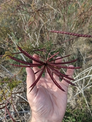 Desmanthus bicornutus