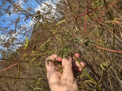 Desmanthus bicornutus