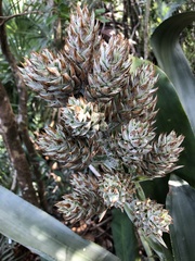 Wittmackia antillana