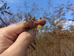 Desmanthus bicornutus