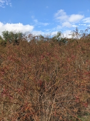 Desmanthus bicornutus