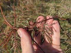 Desmanthus bicornutus
