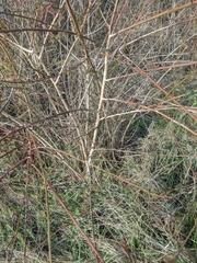 Desmanthus bicornutus