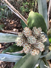 Wittmackia antillana