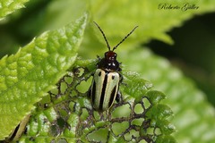 Disonychodes exclamationis