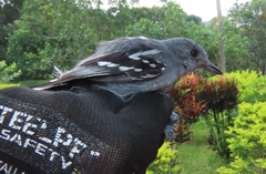 Thamnophilus amazonicus