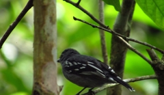 Thamnophilus amazonicus