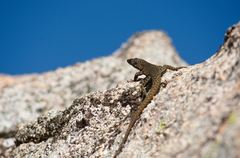 Archaeolacerta bedriagae