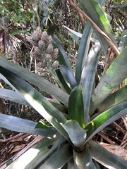 Wittmackia antillana
