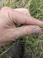 Eragrostis curtipedicellata