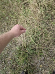 Eragrostis curtipedicellata