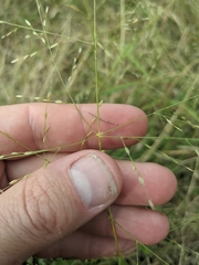 Eragrostis curtipedicellata