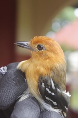 Thamnophilus amazonicus