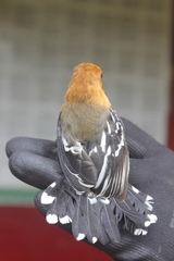 Thamnophilus amazonicus