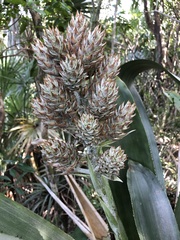 Wittmackia antillana