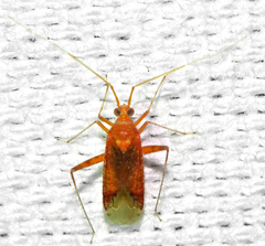Phytocoris puella