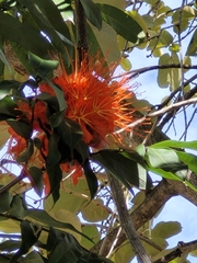 Brownea coccinea