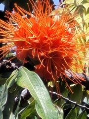 Brownea coccinea