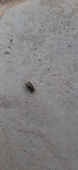 Diptera