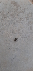 Diptera