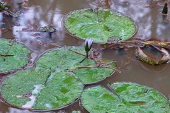Nymphaea nouchali caerulea